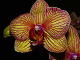 Online orkide puslespil for brn