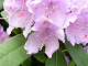 Online rhododendron puslespil for brn