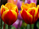 Online tulipan puslespil